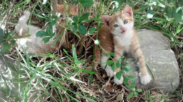 沧海横流方显英雄本色,小贾伦·杰克逊化身关键先生,独行侠惊天逆转辽宁队
